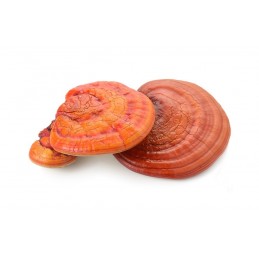 Reishi Ganoderma Bio,‎ 120 Caps, Reduce oboseala, are proprietati adaptogene, reduce inflamatia si actioneaza ca un antioxidant 