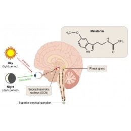 Belle&Bio Melatonină 120 capsule Beneficii Melatonina: eficient impotriva tulburarilor de somn, imbunatateste calitatea somnului