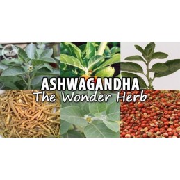 Ashwagandha, 120 pastile, Reduce nivelul de zahăr din sânge, reduce nivelul de cortizol, ajuta la reducerea stresului Beneficii 