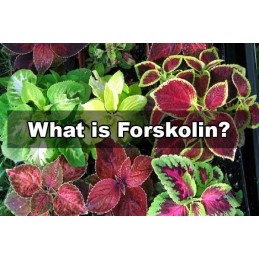 Forskolin 50mg 60 Capsule, promovează sănătatea cardiovasculară, arde grăsimile stocate pentru energie Beneficii Forskolin: prom