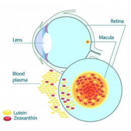 Zeaxantina cu Luteina, 30 Capsule (protejează retina împotriva luminii albastre dăunătoare, pentru o vedere buna) Beneficii Zeax