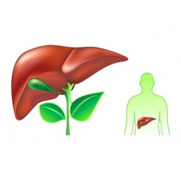 Desmodium 240 capsule (ajuta in hepatita cronica si ciroza, protector hepatic, protejeaza celulele ficatului) Beneficii Desmodiu