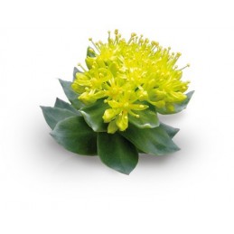 Rhodiola Rosea - 500mg 120 Capsule (Raw Powders) Beneficii Rhodiola: excelent în ameliorarea disfuncției sexuale masculine, cres