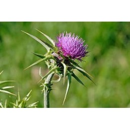 Milk Thistle, Armurariu, 500mg 100 Capsule- Supliment Hepatoprotect pentru ficat Beneficii Armurariu: elimina toxinele, sustine 