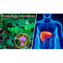 Oemine Desmodium Forte, protectie hepatica, Hepatoprotector, 60 capsule Oemine Desmodium Forte este un supliment alimentar ce aj