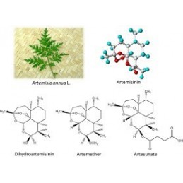 Biovea ARTEMISININ 100 mg 90 Capsule Vegetariene (Pelin dulce) Beneficii ARTEMISININ: Qinghao Su, cunoscut si sub numele de Arte