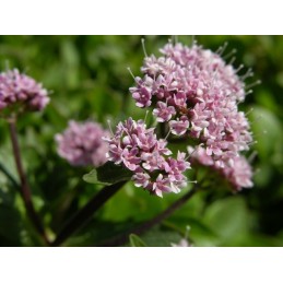 Oemine Som Valeriana - 60 capsule Supliment alimentar natural, regleaza somnul in timpul perioadelor de stres. Oemine Som este u