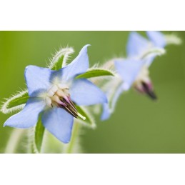 Ulei de Borago (Ulei Limba mielului) 1000 Mg, 90 Capsule (pentru articulatii si flexibilitate) Beneficii Ulei de Borago: sprijin