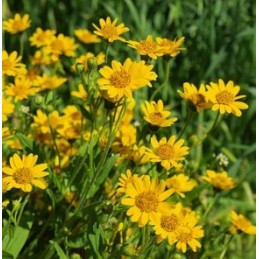 Arnica tinctura picaturi (1oz) 30ml Beneficii Arnica: calmează durerile musculare, vindeca vanataile, ajuta in caz de umflaturi,