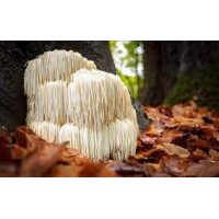 Lion's Mane (Coama leului)