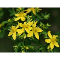 St John's Wort (Sunatoare)