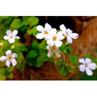 Bacopa Monnieri