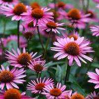 Echinacea