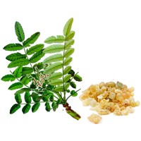 Boswellia