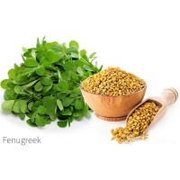 Fenugreek