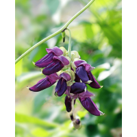 Mucuna Pruriens L-Dopa