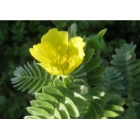 Tribulus Terrestris