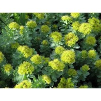 Rhodiola Rosea